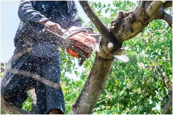 tree services Malakoff